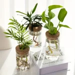 Trois plantes vertes dans des bocaux en verre avec racines visibles, disposées sur un livre blanc, illustrant la décoration scientifique et botanique.