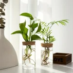 Deux plantes vertes en jarres d'eau avec racines visibles, décoratives et naturelles, placées sur une surface blanche près d'une fenêtre lumineuse.