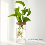 Balconnière avec plante verte dans un vase en verre transparent.