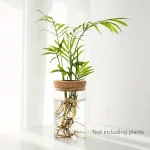Pots de plantes en verre avec racines apparentes, décoration intérieure moderne et naturelle, idéale pour embellir votre espace de vie ou de travail.