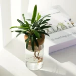 Petite plante verte en pot avec racines visibles dans un vase en verre, décorée dans un style scientifique et moderne, idéale pour la décoration intérieure ou un bureau.