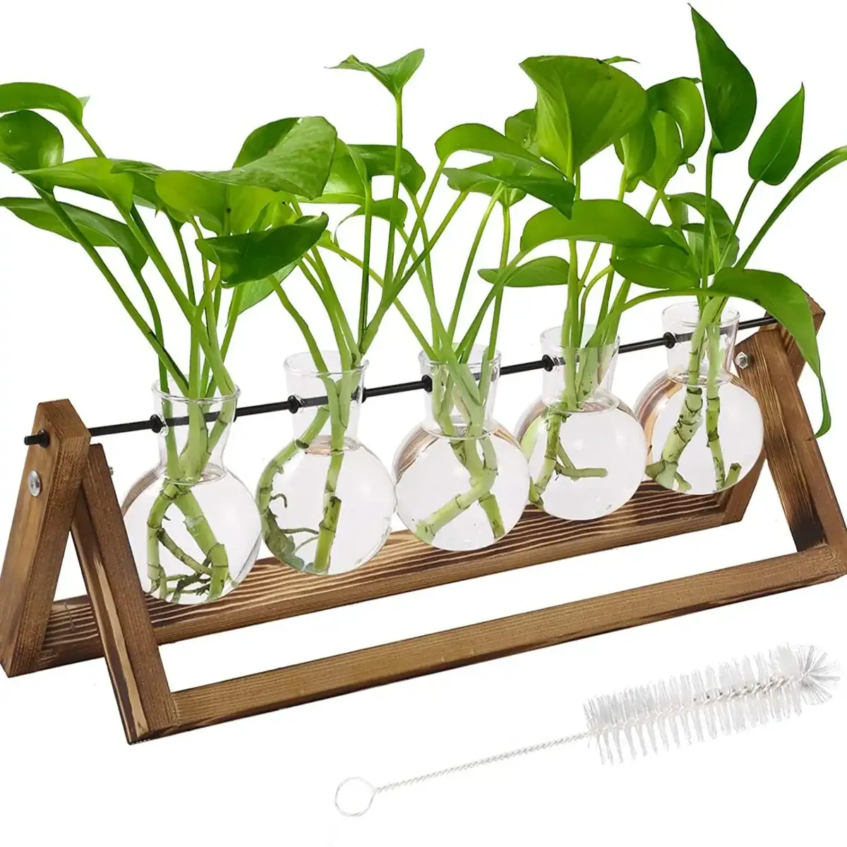 vases-propagation-evolution-hydro-1 Ensemble de cinq plantes vertes dans des éprouvettes en verre, fixées sur un support en bois, parfait pour la décoration scientifique ou botanique.